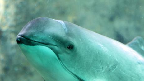 porpoise