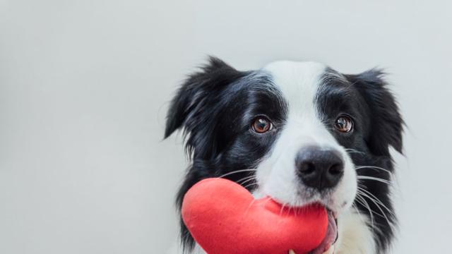  Кучета запомнят предмети, слушайки разговорите на стопаните си