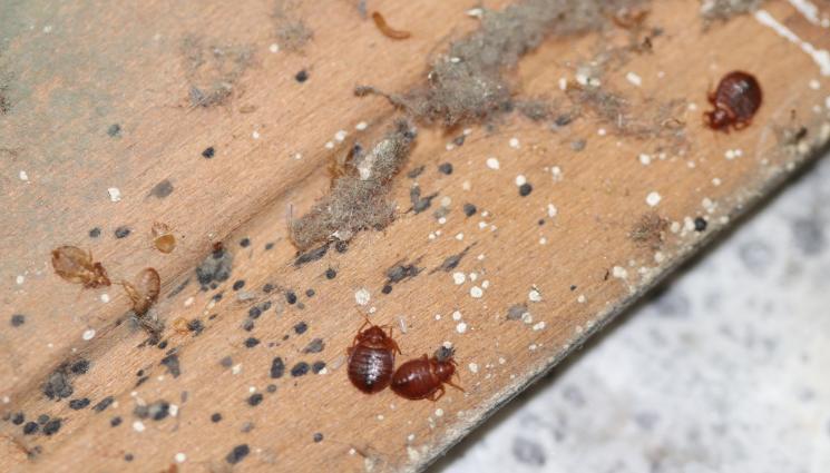 дървеници - УЖАСНА НАПАСТ: Налазиха ни  дървеници!