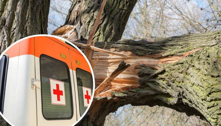 линейка дърво - ТРАГЕДИЯ: Почина пловдивчанинът, смазан от клон