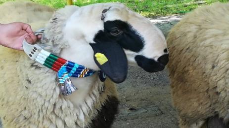 Вакла маришка овца