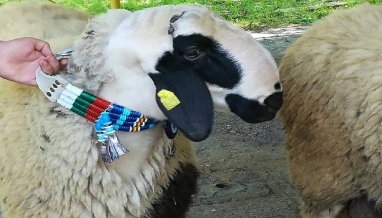 Вакла маришка овца - БЕЗОБРАЗИЕ: Избиха  Ваклата Маришка овца в Пловдивско!