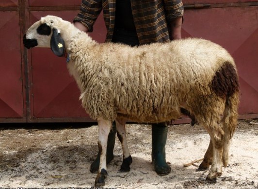 Вакла Маришка овца