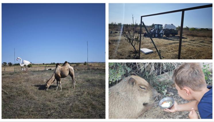a - В БУРГАСКИЯ ЗООПАРК: Камилчо се събра с родителите си