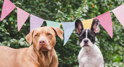 куче смешно