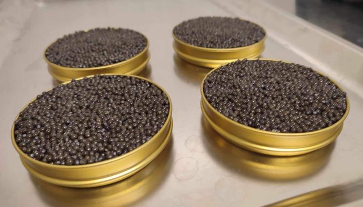 агро - Агро Телеграф: БГ хайвер от есетри пътува за Малдивите