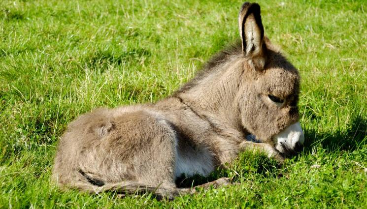 d - Суперредки магаренца - бижута са новите обитатели на зоопарка в Бургас (СНИМКИ)