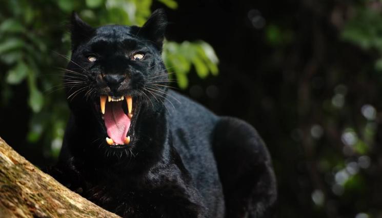 д - ХИЩНИКЪТ ПРОДЪЛЖАВА ДА БРОДИ: Черната пантера се появи, смени адреса!