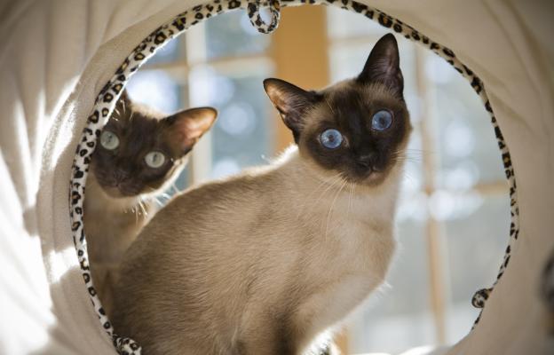 Тонкинска котка
