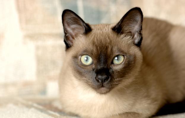 Тонкинска котка