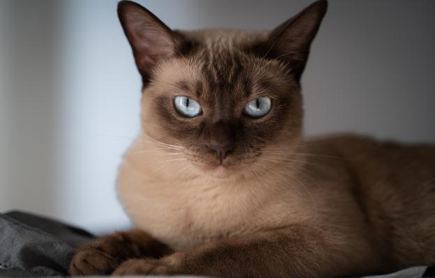 Тонкинска котка