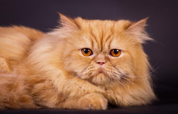 котешки нос в близък план