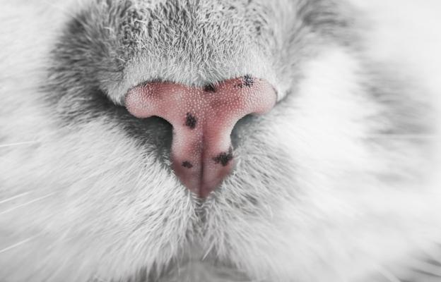котешки нос в близък план