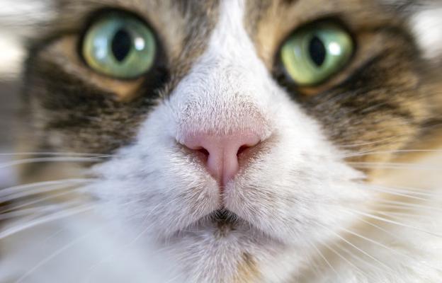 котешки нос в близък план