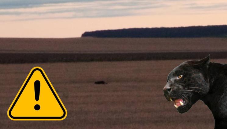 d - Куче и котка свикаха кризисен щаб