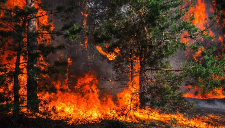 д - ЛОШО: Пожар избухна в национален парк 