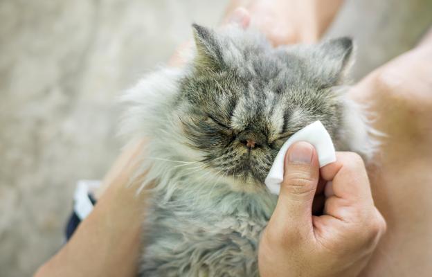 Котка киха