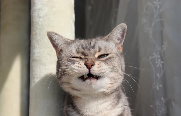 Котка киха