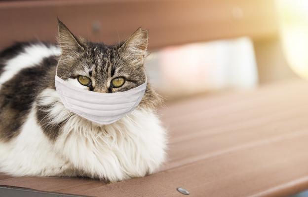 Котка киха
