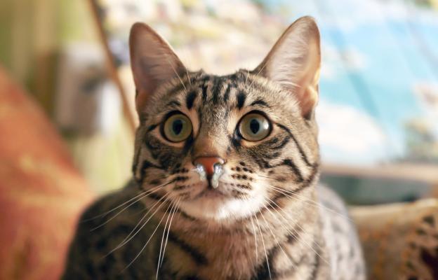Котка киха