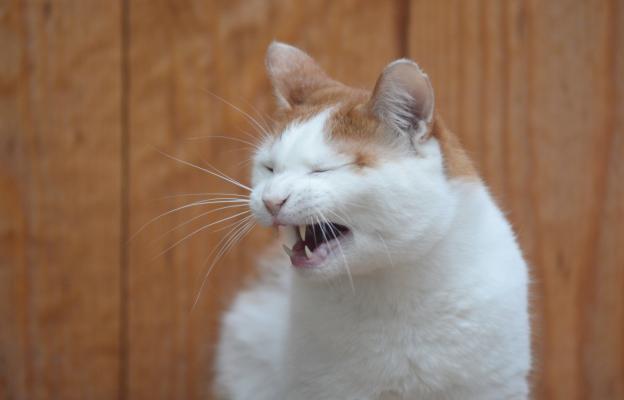 Котка киха