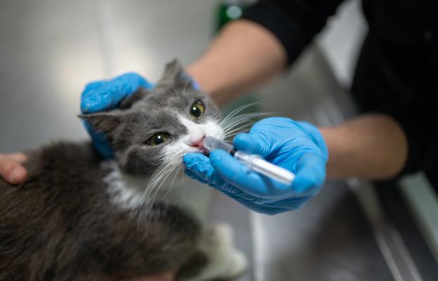 Котка киха