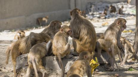 маймуни идния