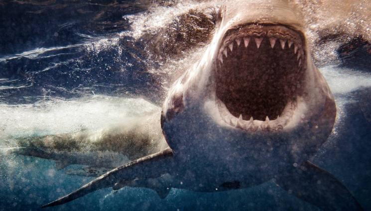 д - Рибари хванаха невиждан звяр с бели очи и го пуснаха веднага (ВИДЕО)