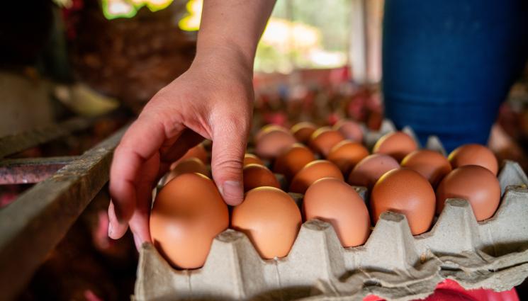 яйца - Агро Телеграф: Цените на яйцата се изстреляха нагоре