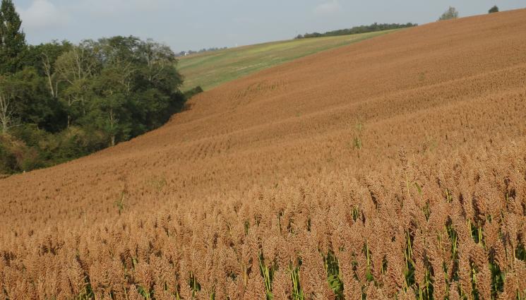 сорго - Агро Телеграф: Градушката смля полетата със сорго