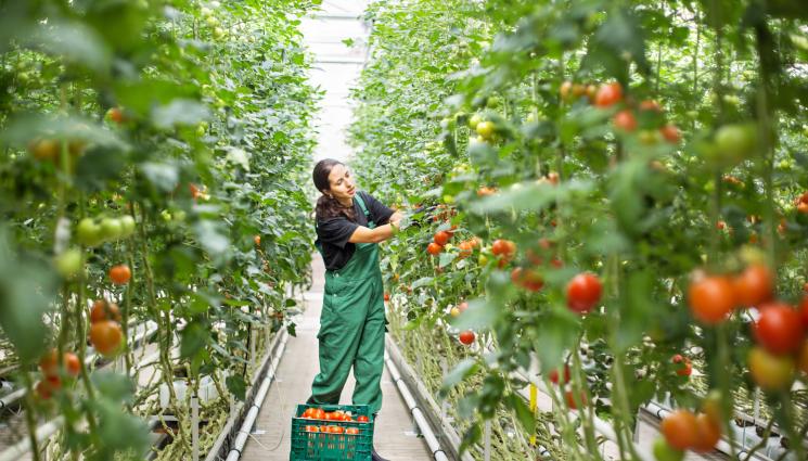 домати - Агро Телеграф: Производството на домати се сви три пъти