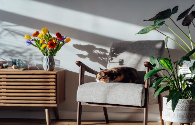 домашна котка