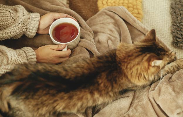 домашна котка