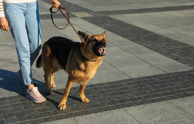 куче агресивно