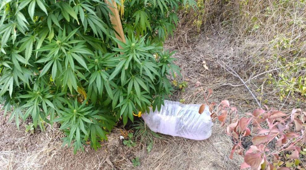 Разбиха модерна наркооранжерия във Варна, задържана е жена