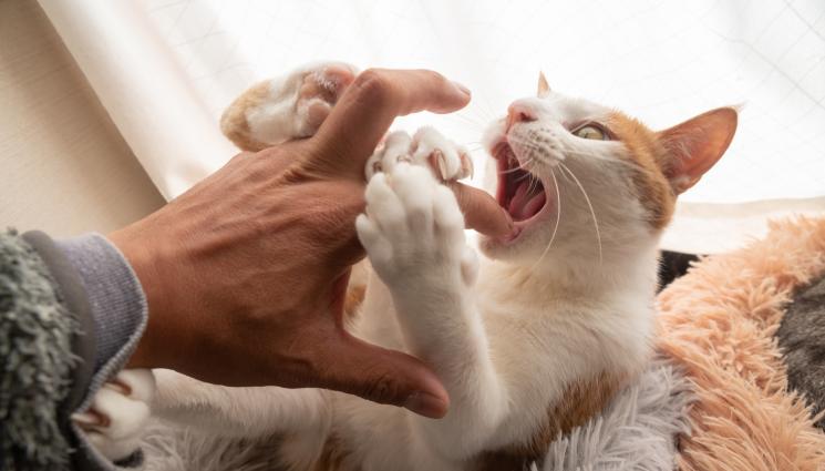 котка - КАТО ВЪВ ФИЛМ НА УЖАСИТЕ: Котки изядоха стопанката си!