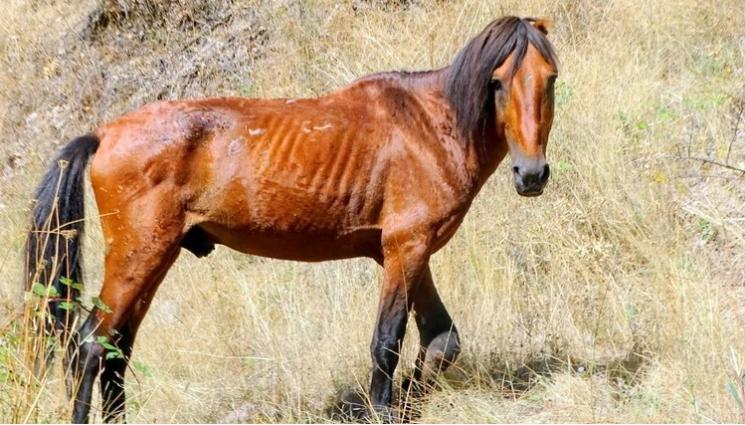 Кушла - ПОКЪРТИТЕЛНА ИСТОРИЯ: Изоставен кон със счупен крак търси спасение в Родопите!