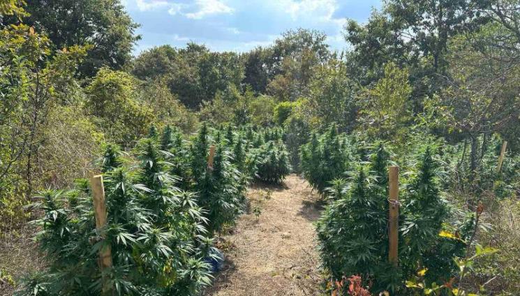 жи - Разкриха семейна наркооранжерия близо до Варна