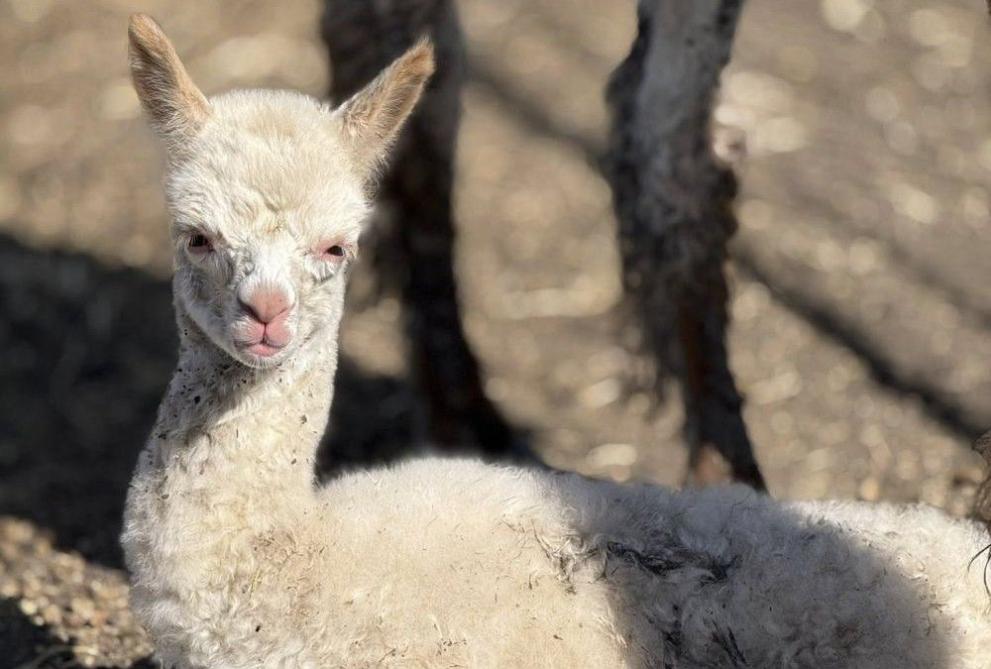 На бял свят се появи ново сладко бебе алпака в