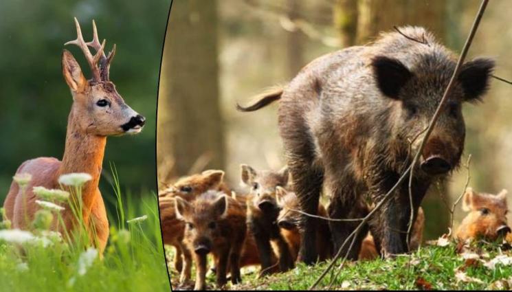 лов диво прасе - И ЛОВЕЦ СЪМ, И РИБАР СЪМ: Ударихме 16 743 диви прасета