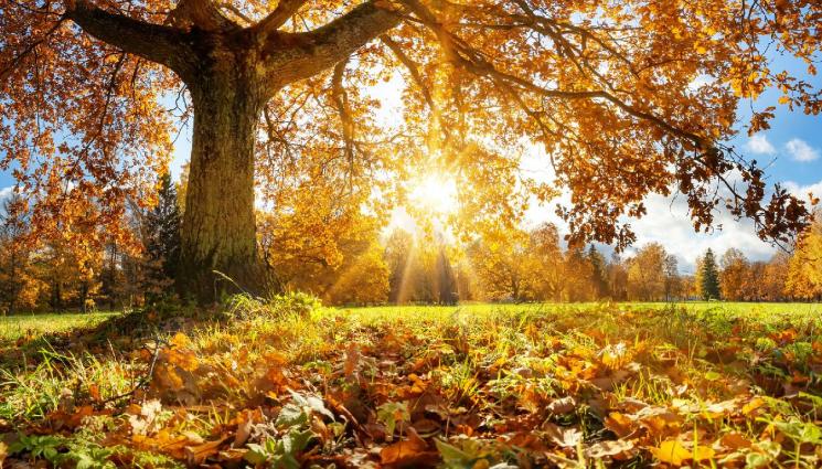 д - ПРЕКРАСНА НЕДЕЛЯ: Топло и слънчево време в цяла България