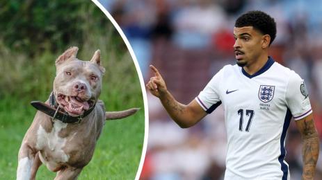 Морган Гибс Уайт