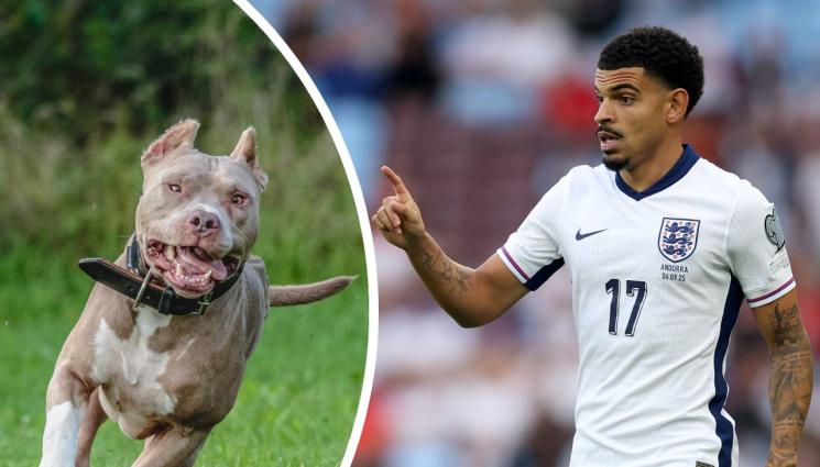 Морган Гибс Уайт - Съдят национал за куче убиец