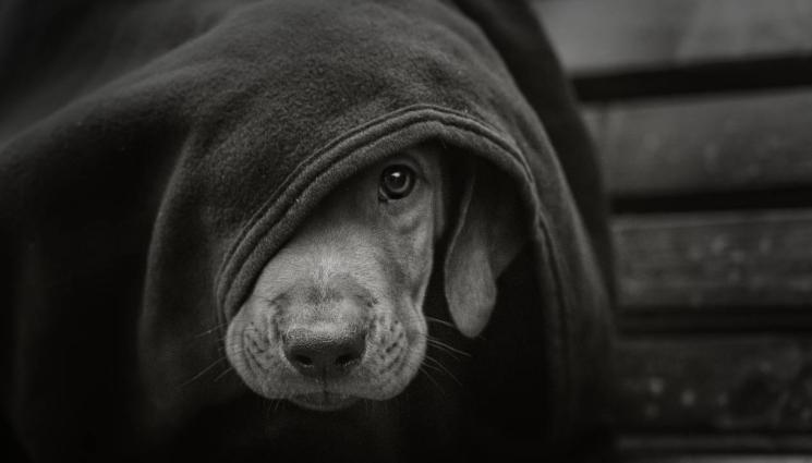 d - Враца строи общински приют за кучета