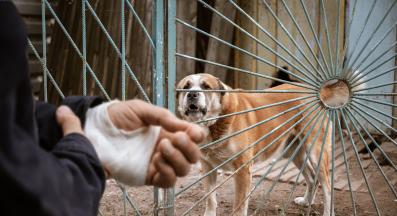 куче ухапване