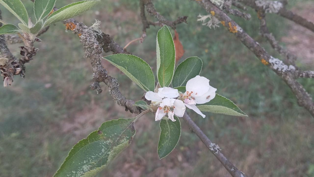 Есенен цъфтеж при овошките