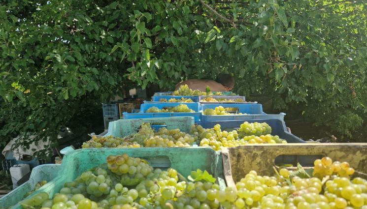 в - Агро Телеграф: Прибират гроздето за вино по-рано!