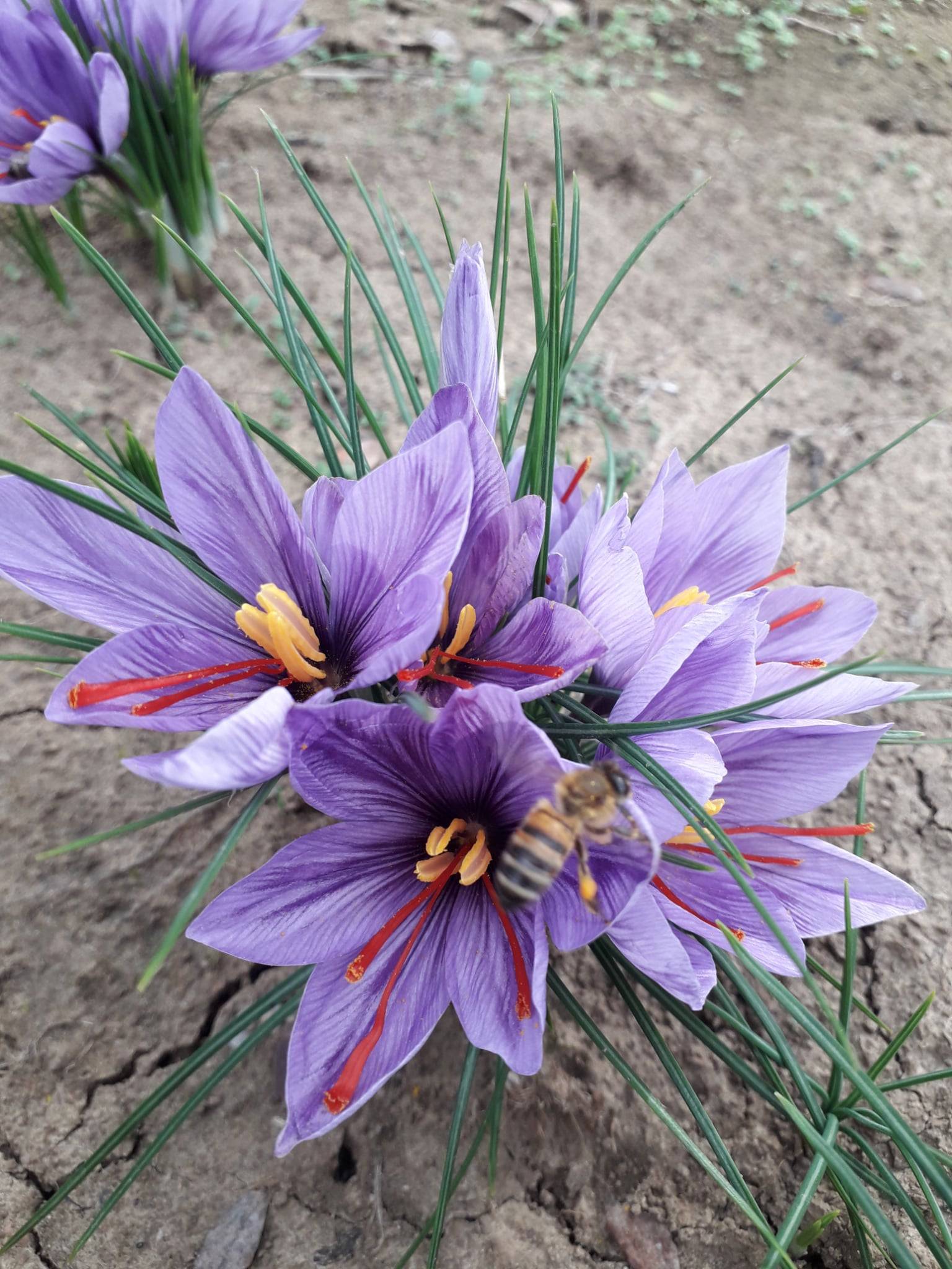 шафранов минзухар