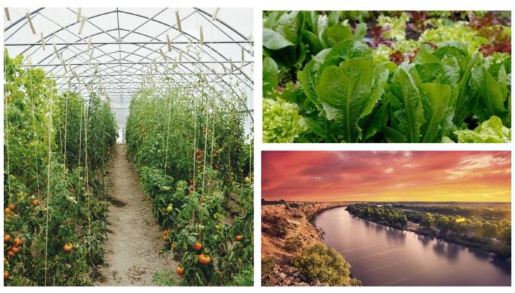 в - Агро Телеграф: Българин създал оранжериите за домати в Австралия!