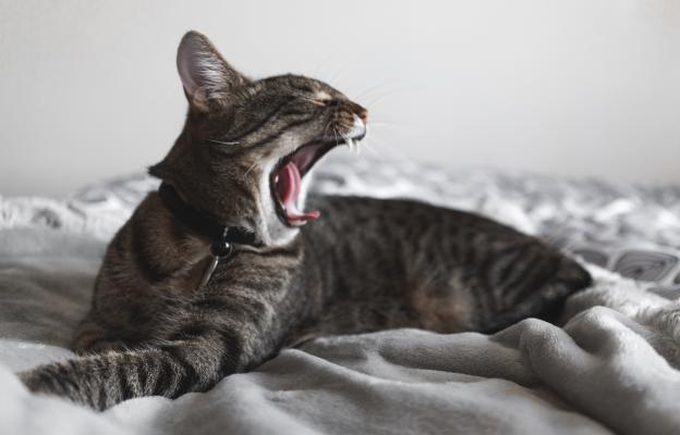 Котка мяука
